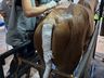 Curso de Medicina Veterinária da Uceff inova no implante de pele de Tilápia em Equino