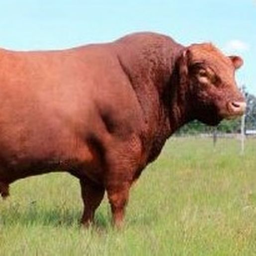 Mais de mil inseminações foram realizadas através do programa de melhoramento genético