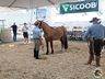 Cavalos crioulos de Itapiranga são avaliados na 11ª Efrait