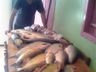 Pescador de Mondaí relata rotina e desafios do profissional