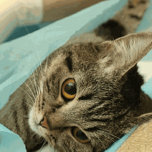 Mutirão de castração de animais é novamente adiado 