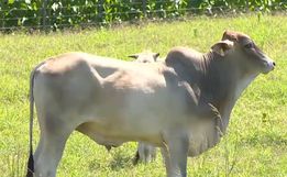 Preço do boi e da vaca gorda cai até 11% no Extremo Oeste, aponta Epagri