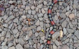 Surgimento de grande quantidade de cobras chama atenção na região