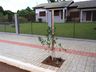 Prefeitura de SJCedro trabalha no plantio de árvores