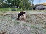 FOTOS: Onda de frio provoca geada em Itapiranga