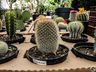 Central Flor, Floricultura e Paisagismo inaugura em São Miguel do Oeste