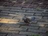 VÍDEO: Pombas na praça causam transtornos em São Miguel do Oeste