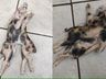 Leitão com dois corpos, uma cabeça e seis patas nasce em Iraceminha