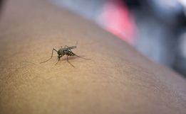 Santa Catarina chega a cinco mortes por dengue em 2024