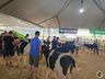 Avaliação de bezerras e novilhas é realizada na 11ª Efrait de Itapiranga