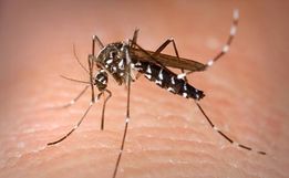 Santa Helena realiza Levantamento Rápido de Índices do Aedes Aegypti