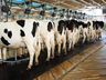 Agrônomo sugere  alternativas na dieta alimentar bovina para aumentar  produção no inverno