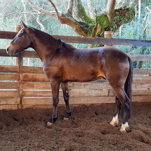 Primeiro encontro do cavalo campeiro marchador será neste final de semana