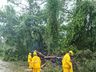 Queda de árvores bloqueia parcialmente BR-282 entre Maravilha e Iraceminha