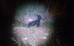 Animal na rodovia causa acidente na SC-305