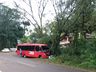 Árvores na pista causam acidentes na SC 163