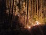 Incêndio florestal mobiliza bombeiros por quatro horas