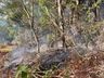 Incêndio atinge área de vegetação e eucaliptos no interior de Bandeirante