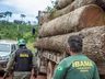 Exploração de madeira ilegal no Amazonas cresce e chega a 62%