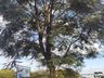 Setor de Meio Ambiente inicia desenvolvimento do projeto de arborização