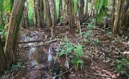 Corpos de duas crianças são encontrados sem vida no interior 