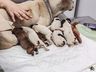 ONGs recolhem cães que tiveram caudas cortadas em São Miguel do Oeste