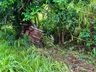Carro ‘abraça’ árvore em saída de pista na BR-282 entre SMO e Maravilha
