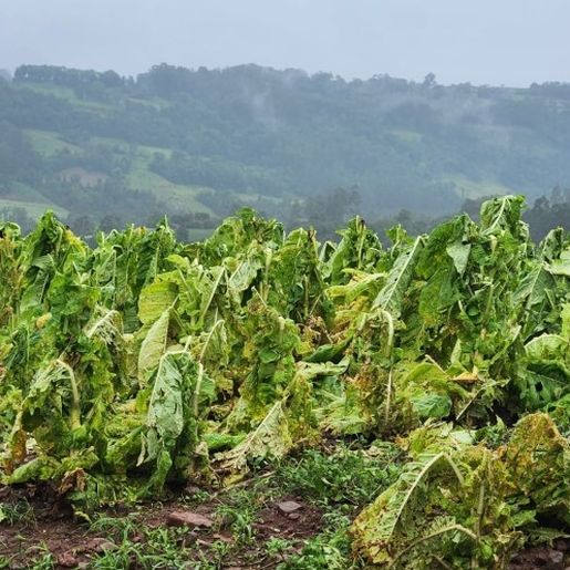 Cerca de 20% das lavouras de fumo do sul tiveram danos com chuvas e temporais