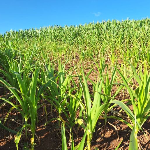 Epagri inicia levantamento das perdas causadas pela estiagem no Extremo Oeste