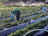 Ministérios assinam acordo para impulsionar agricultura familiar