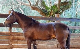 Primeiro encontro do cavalo campeiro marchador será neste final de semana
