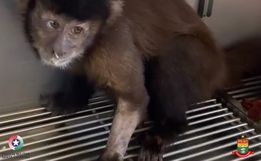 Macaco-Prego é resgatado no interior de Itapiranga
