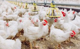  Após caso confirmado em granja comercial, Brasil se declara livre de gripe aviária 