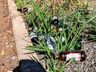 VÍDEO: Moradores reclamam de algazarra em loteamento e cobram rondas da PM