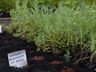 Viveiro de plantas de Guaraciaba tem produzido de 10 a 12 mil mudas por ano