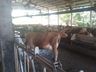 Desafio entre agricultores nas redes sociais incentiva consumo do leite e valorização da atividade