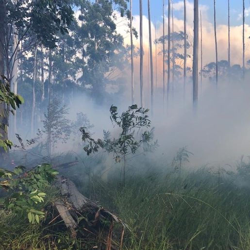 Número de incêndios em vegetação sobe mais de 250% no estado