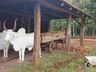 Centro Histórico Germânico de Itapiranga recebe reconhecimento do Ministério da Cultura 