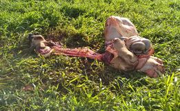 Crime de abigeato é registrado no interior de Tunápolis