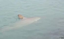 VÍDEO: Tubarão de dois metros aparece na praia em Balneário Camboriú