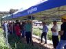 Cooperalfa promove campo tecnológico de pastagens de verão em SJCedro