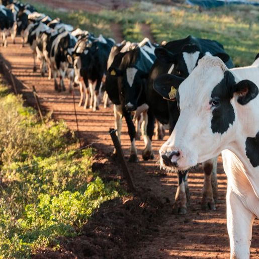 Epagri realiza palestra para debater produção leiteira