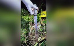 Polícia Civil divulga detalhes do assassinato de mulher em Maravilha
