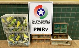 Polícia apreende 97 pássaros em situação de maus-tratos na SC-480