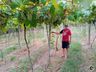 Produtores de Itapiranga relatam prejuízos com estiagem