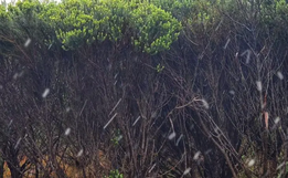 Pela primeira vez na história, SC registra neve em novembro