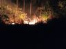 Incêndio atinge 64 hectares de reflorestamento no interior