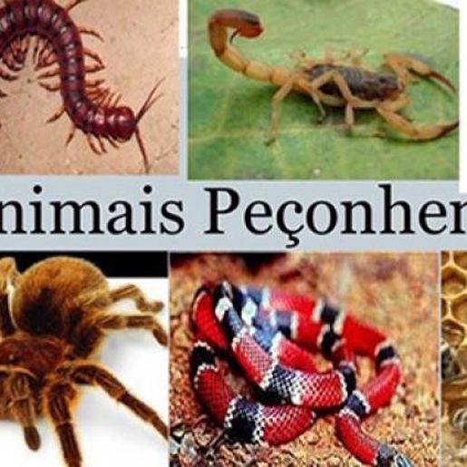 Chuva e calor acende alerta para cuidados com animais peçonhentos