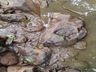 Polícia Ambiental investiga poluição hídrica em Itapiranga