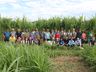 Epagri de Iporã do Oeste realiza Dia de Campo sobre nova variedade de pastagem